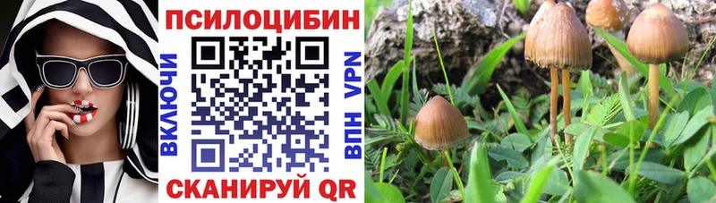 как найти   hydra ссылка  Псилоцибиновые грибы Cubensis  Евпатория 